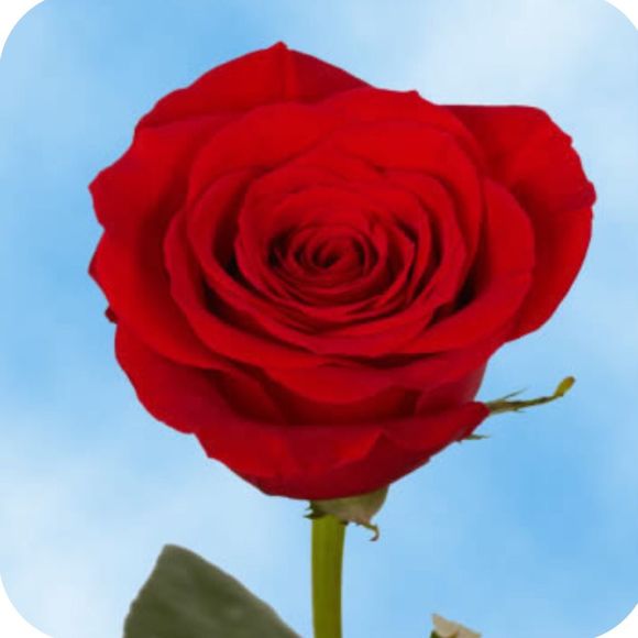 Meet your Posher, Febe - Picture 1 of 1